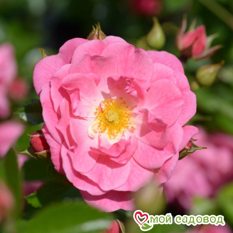 Роза Пальменгартен Франкфурт