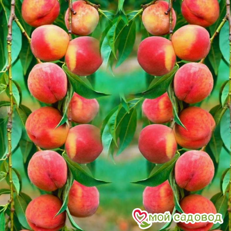 Персик Золотой Триумф колновидный