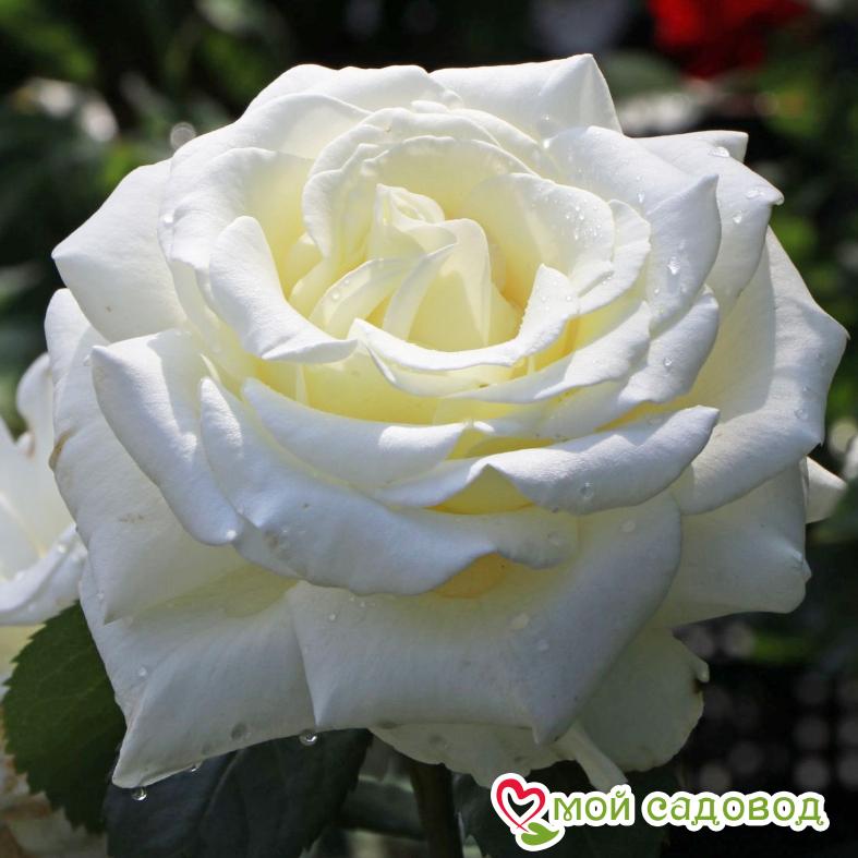 Роза чайно-гибридная Мемори