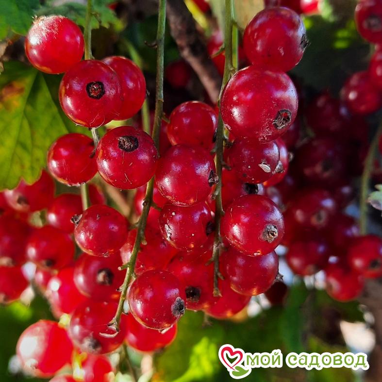 Красная смородина Асора