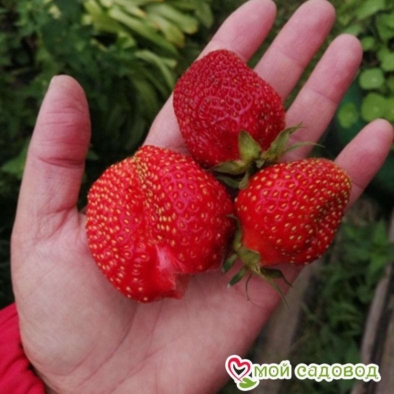 Клубника Юния Смайдс
