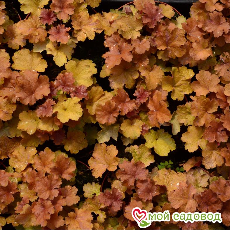 Гейхера Криста