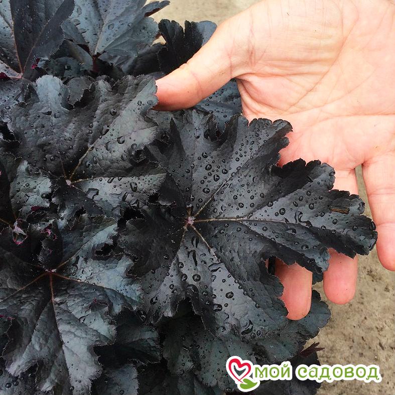 Гейхера Блэк Перл