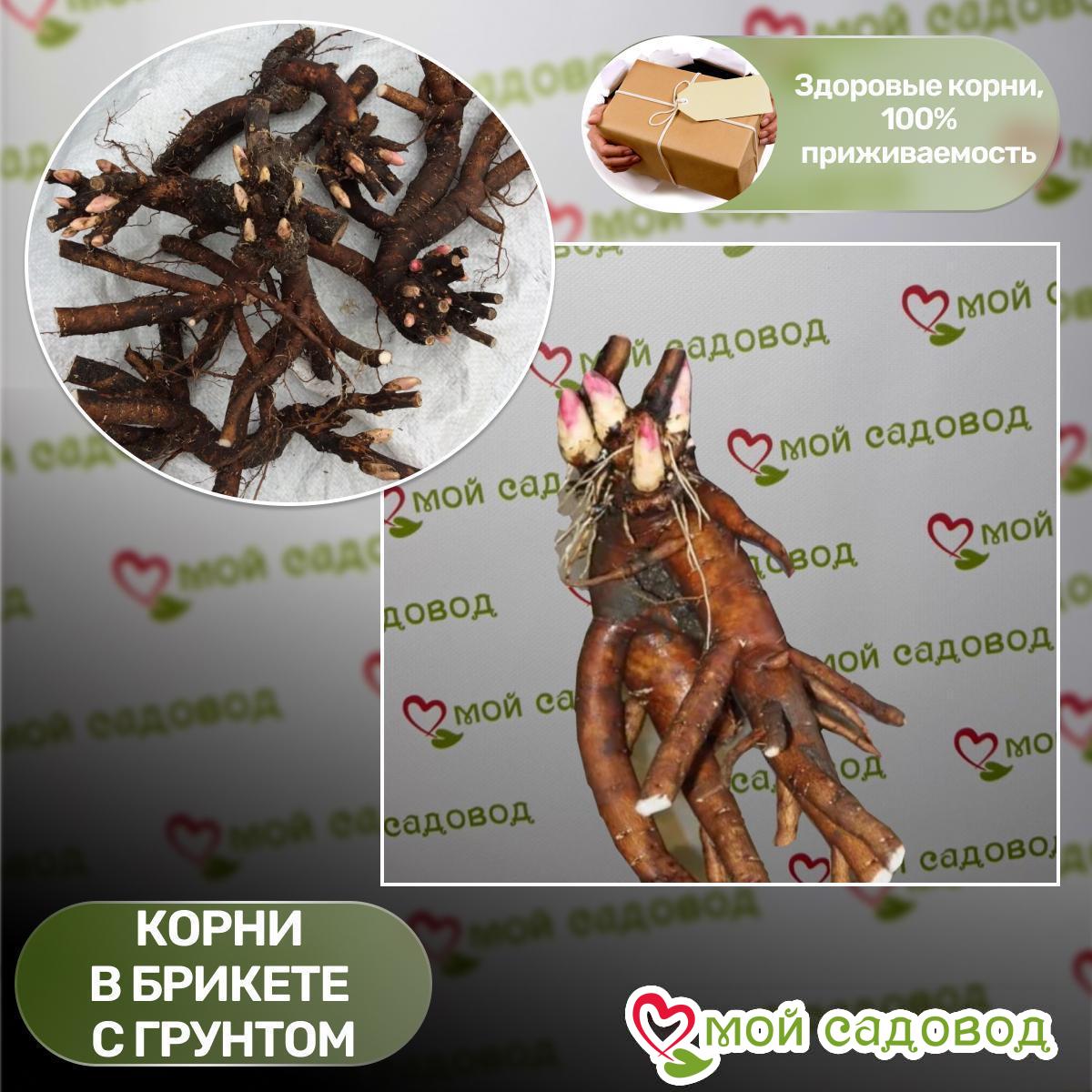 Пион Опаловый Закат