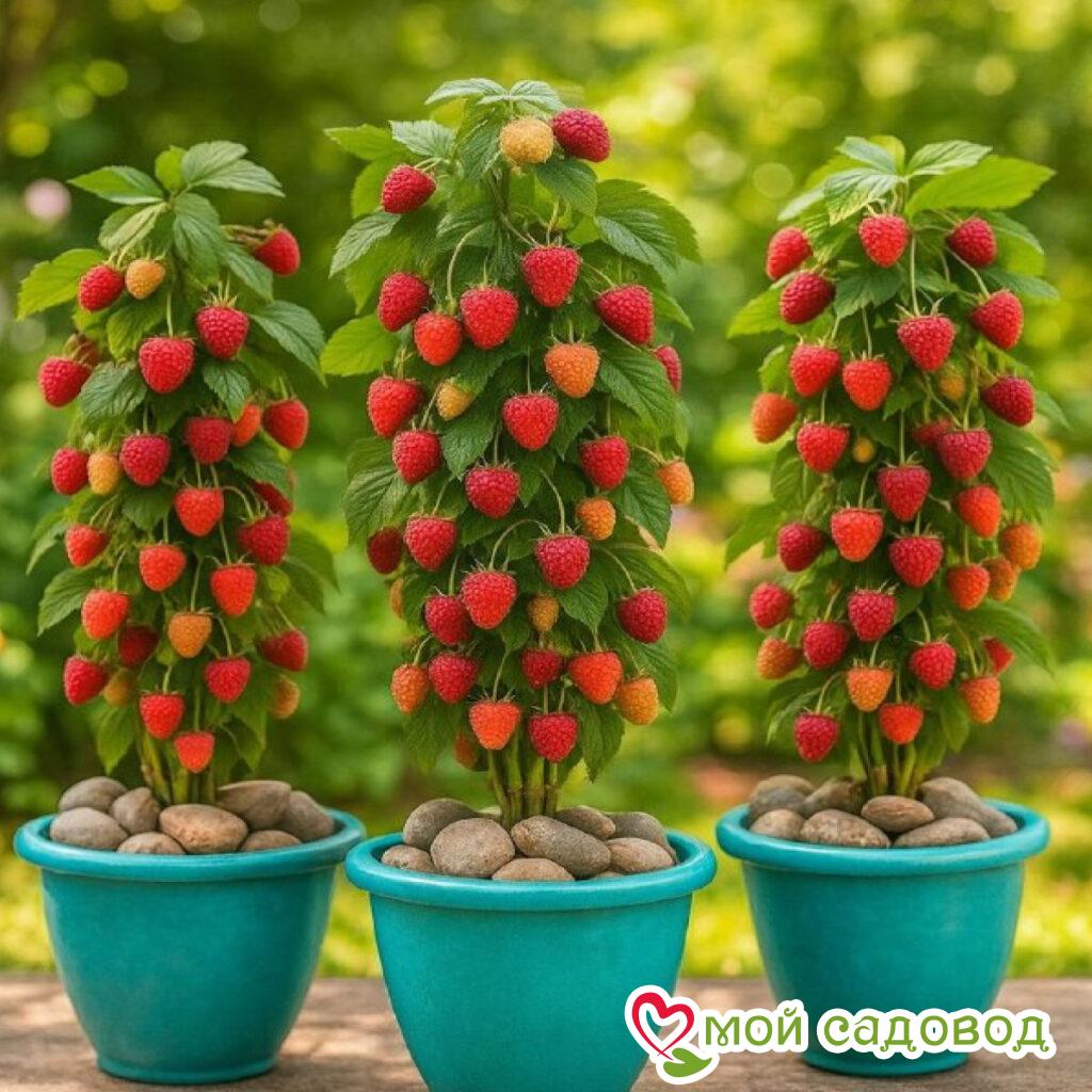 Малина Здоровяк Сада