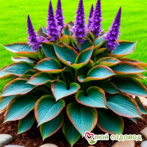 Хоста Спейси Блис