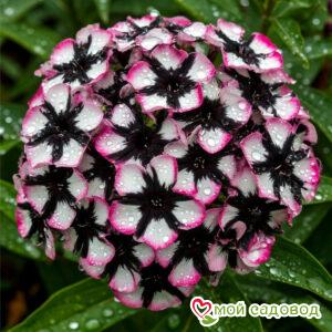 Флокс Сад Любви