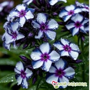 Флокс Лэйси Глейз