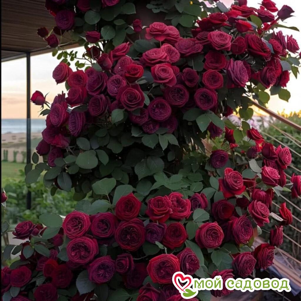 Роза Плетистая Летний Восторг