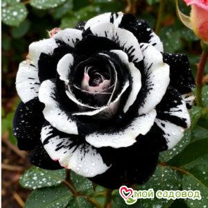 Роза чайно-гибридная Инь-Янь