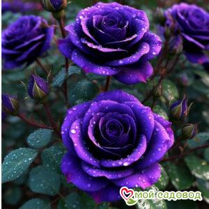 Роза чайно-гибридная Ванилла Силк