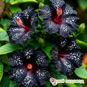 Гибискус Глоу Оф Скай