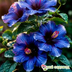 Гибискус Белла Донна