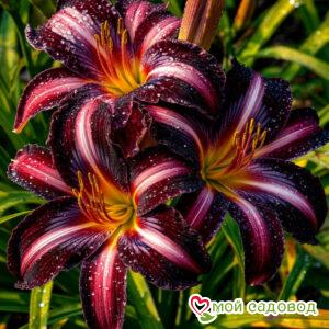 Лилейник Ред Сандей