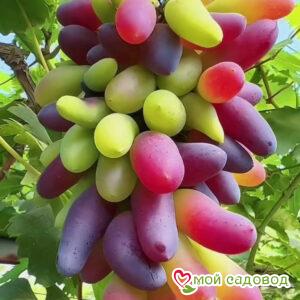 Виноград Ривер Гош